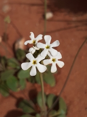 Manulea androsacea