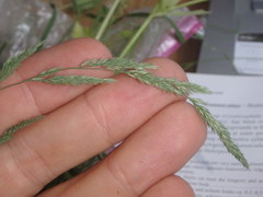 Muhlenbergia mexicana