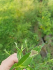 Calycomyza promissa