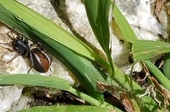 Castianeira descripta