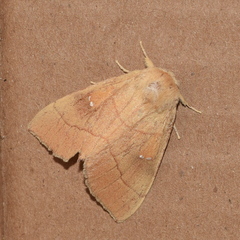 Nadata