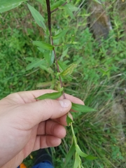 Calycomyza promissa
