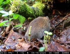 Craseomys rufocanus