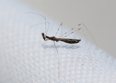 Empicoris errabundus