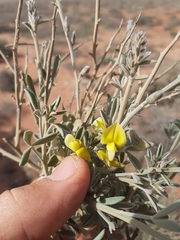 Calobota cinerea