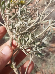 Calobota cinerea