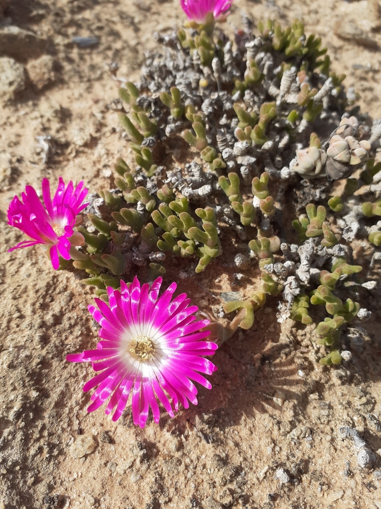 Meyerophytum meyeri, Namakwa, ZA-NC, ZA
