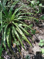 Hechtia pretiosa