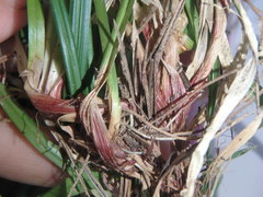 Muhlenbergia mexicana