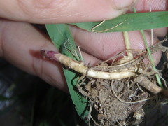 Muhlenbergia mexicana