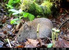 Craseomys rufocanus