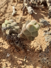 Crassula plegmatoides