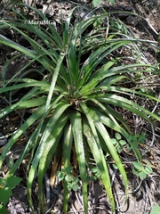 Hechtia pretiosa