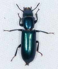 Temnoscheila aerea