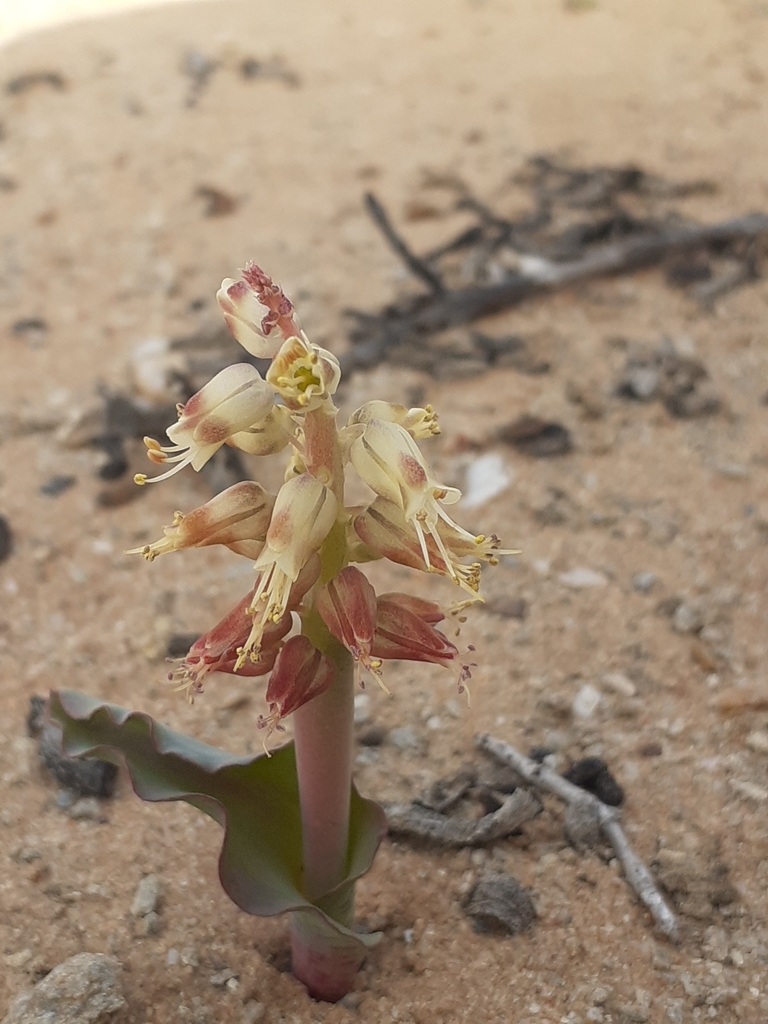 Lachenalia klinghardtiana, Namakwa, ZA-NC, ZA