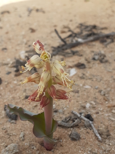 Lachenalia klinghardtiana