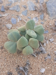 Oxalis psammophila