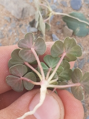 Oxalis psammophila