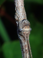 Cladomorphus trimariensis