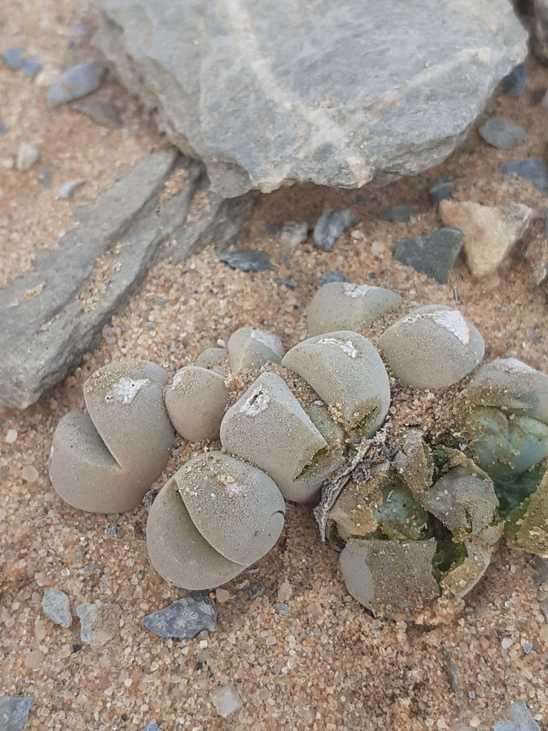 Cheiridopsis verrucosa, Namakwa, ZA-NC, ZA