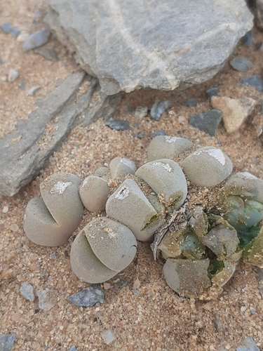 Cheiridopsis verrucosa