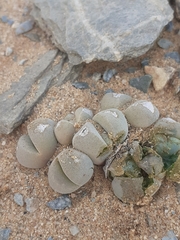 Cheiridopsis verrucosa