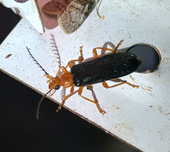 Neopyrochroa flabellata