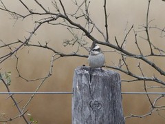 Lophospingus pusillus