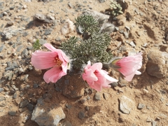 Monsonia multifida
