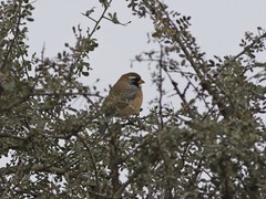 Saltatricula multicolor