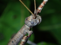 Cladomorphus trimariensis