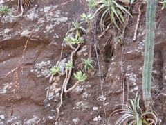Hechtia pretiosa