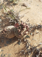 Larryleachia marlothii