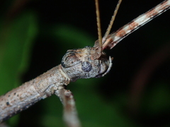 Cladomorphus trimariensis