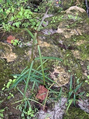 Asclepias lanceolata
