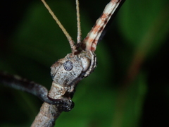 Cladomorphus trimariensis