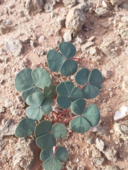 Oxalis psammophila