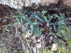 Doryopteris triphylla