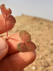 Oxalis psammophila