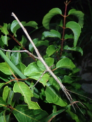 Cladomorphus trimariensis