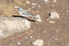 Fringilla coelebs africana
