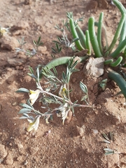 Lotononis strigillosa