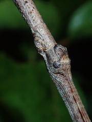 Cladomorphus trimariensis