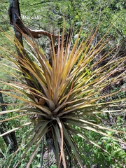 Tillandsia inopinata