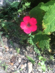 Linum grandiflorum