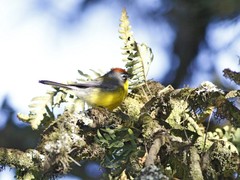 Myioborus brunniceps