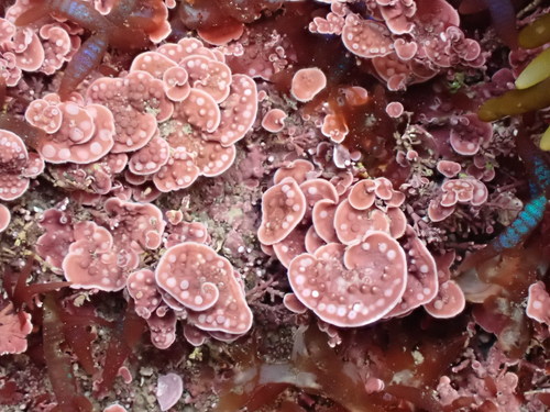Synarthrophyton patena, 2020-08-05
