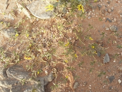 Lotononis strigillosa