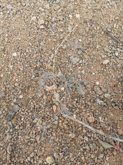 Hypertelis spergulacea