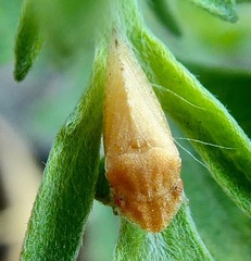 Xerophloea peltata